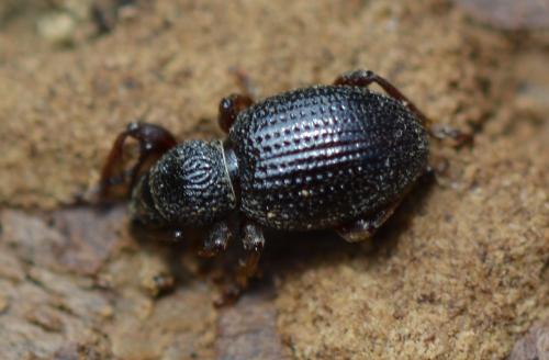 Otiorhynchus ovatus